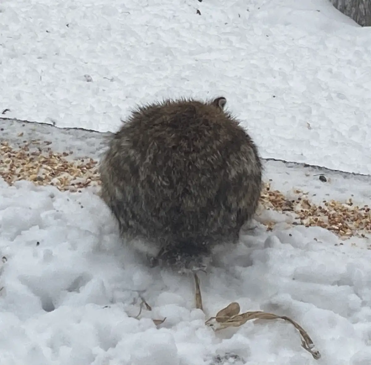 A small, fluffy brown rodent, likely a squirrel or chipmunk, is seen from behind, hunched over in a snowy landscape. It…