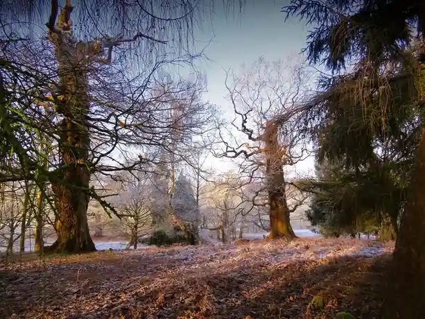 A serene winter forest scene with bare trees, frost-covered ground, and soft sunlight filtering through branches. Overlaid…
