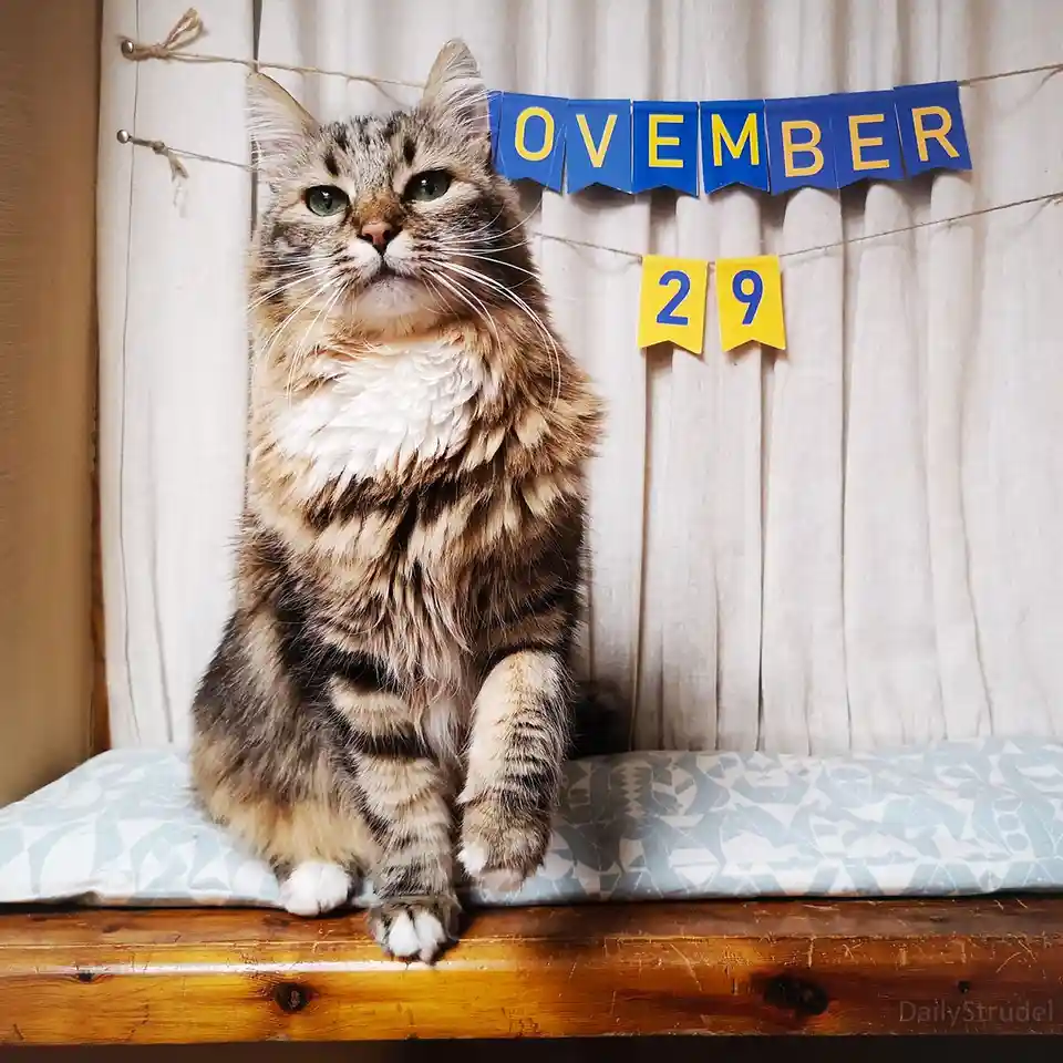A fluffy tabby cat with green eyes sits upright on a wooden surface, looking upward with a bored or unimpressed expression…