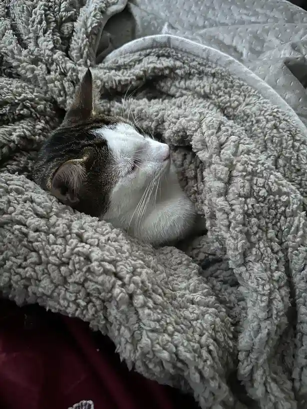 A brown and white cat is peacefully sleeping with its eyes closed, nestled cozily inside a soft, textured grey blanket that…