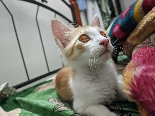 a close-up photo of a small orange and white kitten looking upward with wide, golden eyes, sitting on a green patterned…