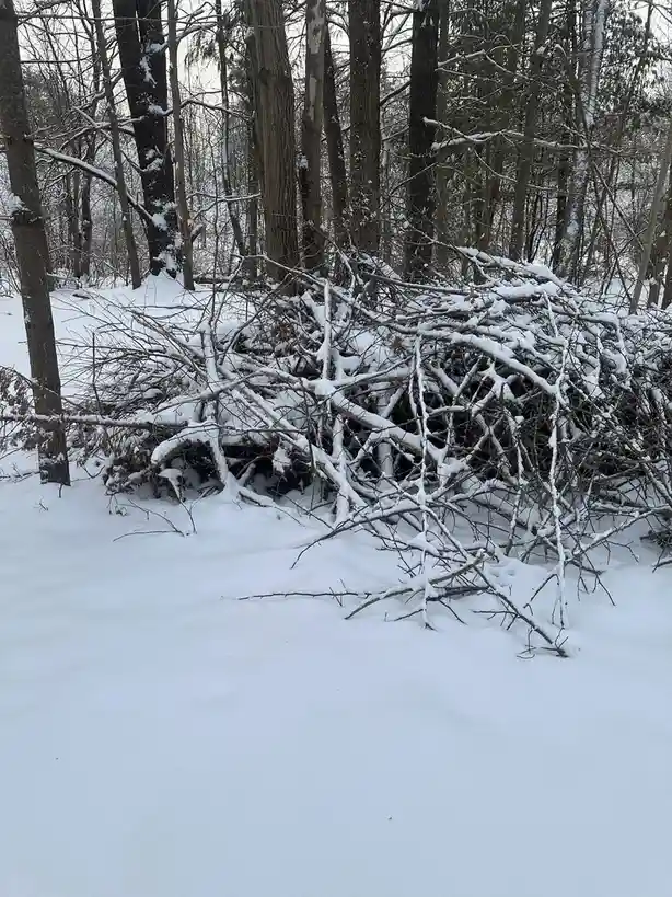 A snowy forest scene shows a large pile of tangled, snow-covered branches and twigs on the ground, surrounded by bare trees…