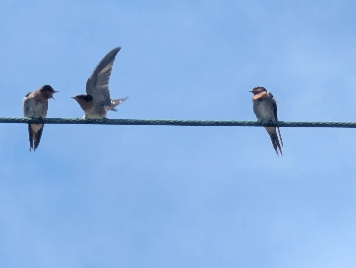 Three small birds, likely swallows, are perched on a thick wire against a clear blue sky. The bird on the left has its beak…