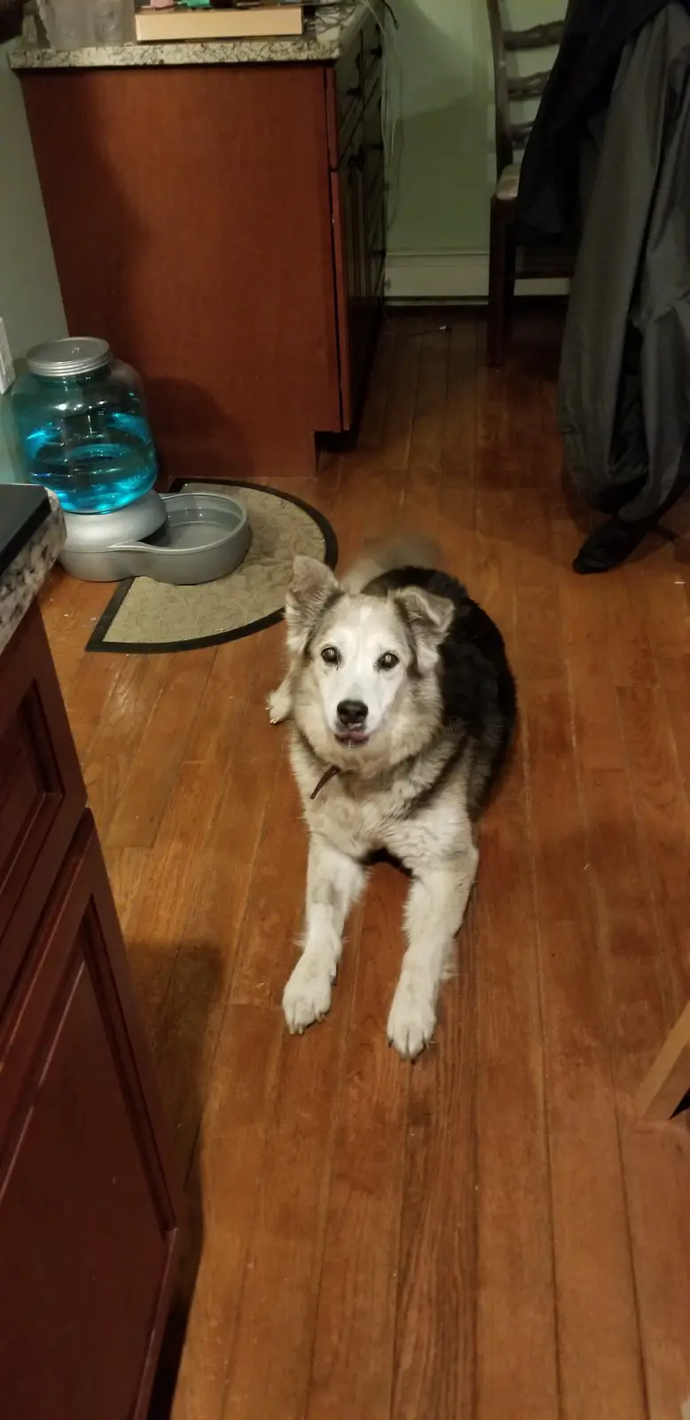A black and white dog with a fluffy coat sits on a wooden floor in a kitchen, looking up at the camera with a slightly open…