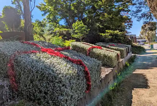 A row of neatly trimmed, silvery-green hedges is decorated with bright red tinsel and bows, resembling oversized Christmas…