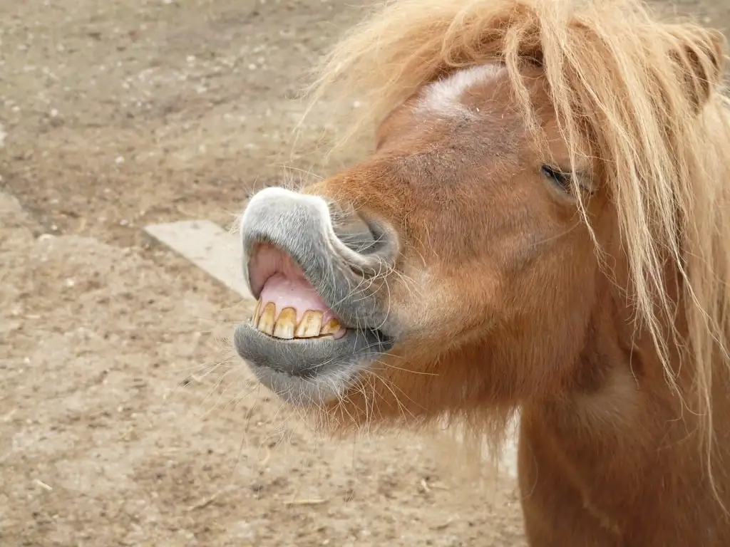 a close-up photo of a brown pony with a shaggy mane, its mouth open in a wide grin showing yellowed teeth, standing on dirt…