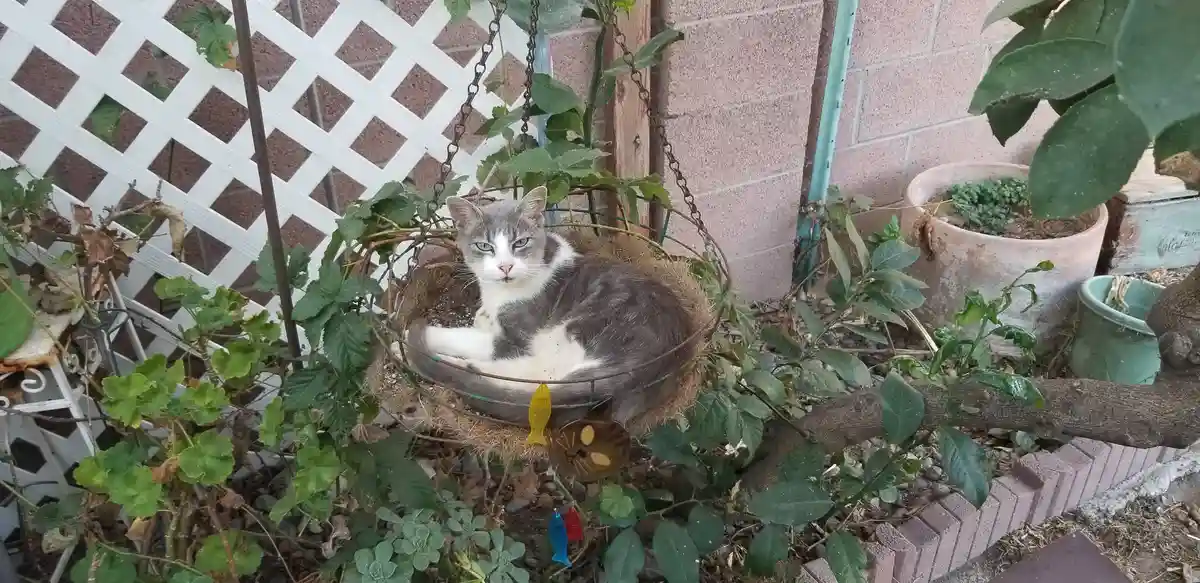 A gray and white cat lounges in a hanging, basket-style cat bed surrounded by garden plants and a white lattice fence. The…
