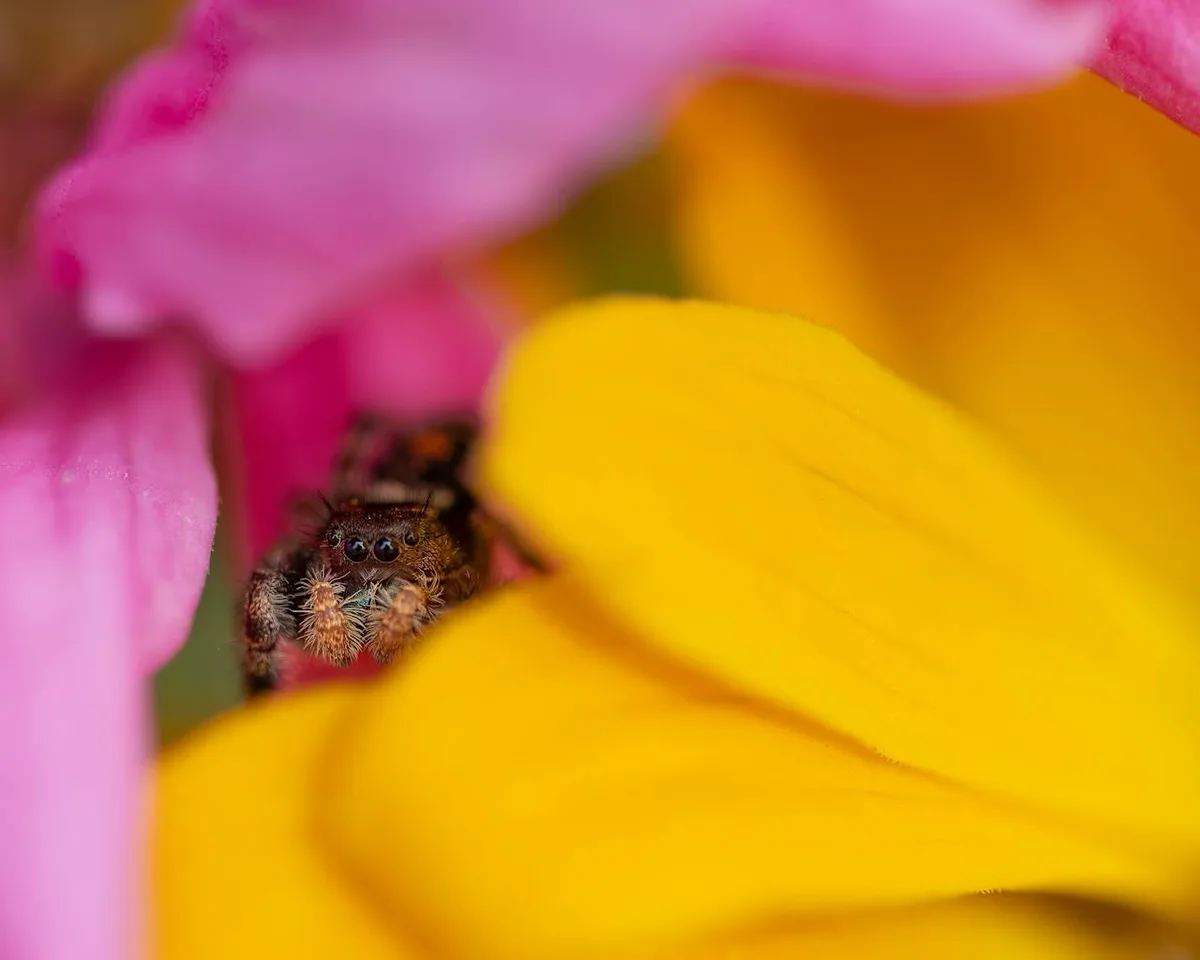 A close-up photo shows a small, furry jumping spider peeking out from between vibrant pink and yellow flower petals. The…