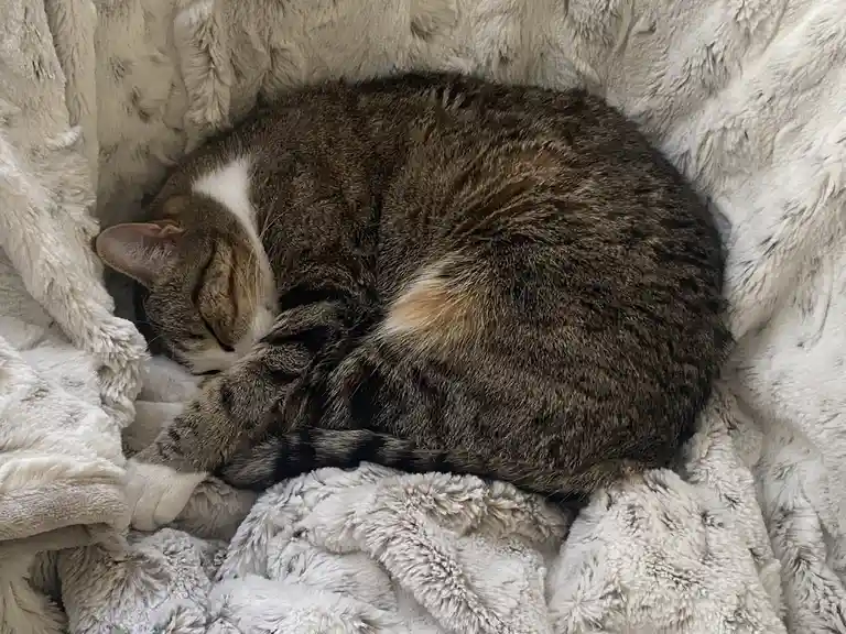 A tabby cat with white markings is curled up and sleeping soundly on a fluffy, light-colored blanket. The cat's eyes are…