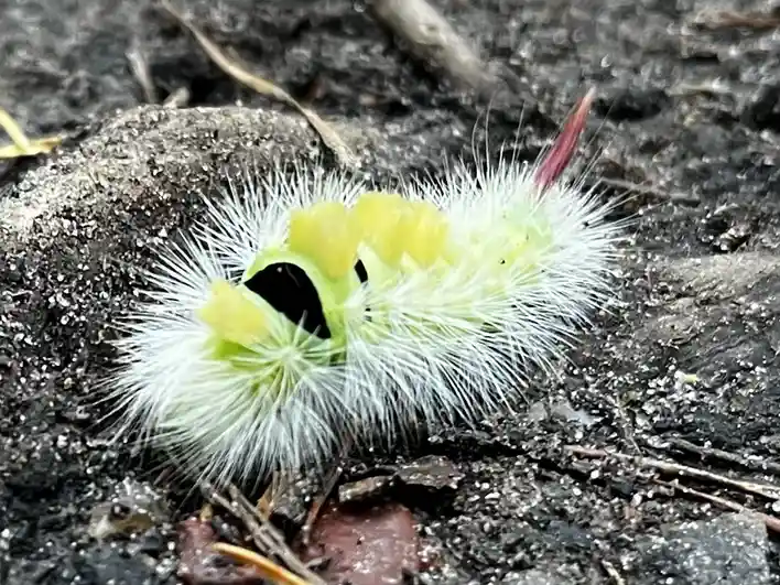 A close-up photo of a fuzzy, green caterpillar with white bristles and yellow markings crawling on dark soil. The…