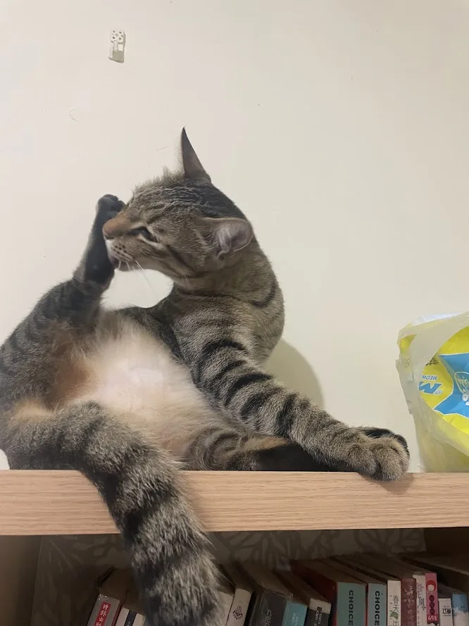 A tabby cat sits on a wooden shelf, grooming itself by licking its paw while looking away. Behind it is a white wall with a…