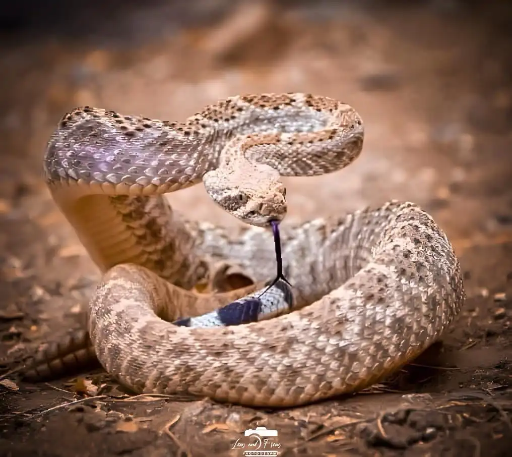 A coiled rattlesnake with its head raised and mouth open, its tongue extended, appears to be holding another snake inside…