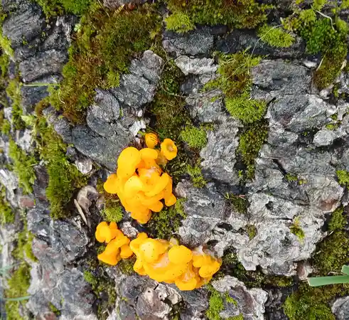 A close-up photo shows bright yellow, gelatinous, brain-like fungi growing on the textured, moss-covered bark of a tree. The…