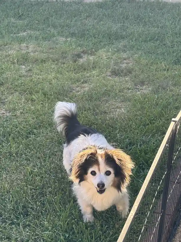 Daily Dose of Cuteness: Meet My Dog Panko