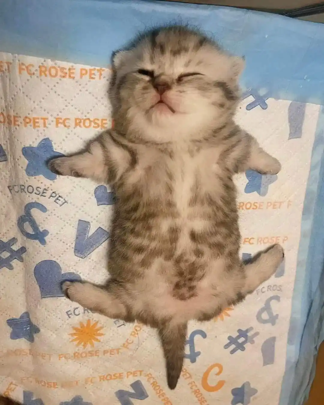 a small tabby kitten lies on its back on a patterned pet pad, eyes closed and mouth slightly open in a relaxed, content…