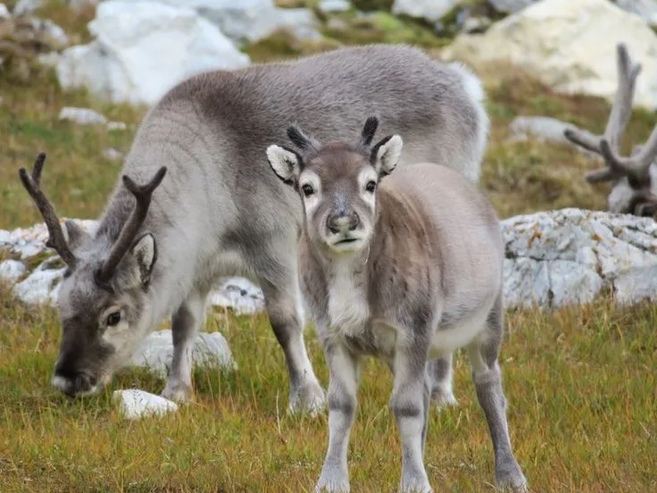 A young reindeer stands in the foreground, looking directly at the camera with a wide-eyed, innocent expression, while an…