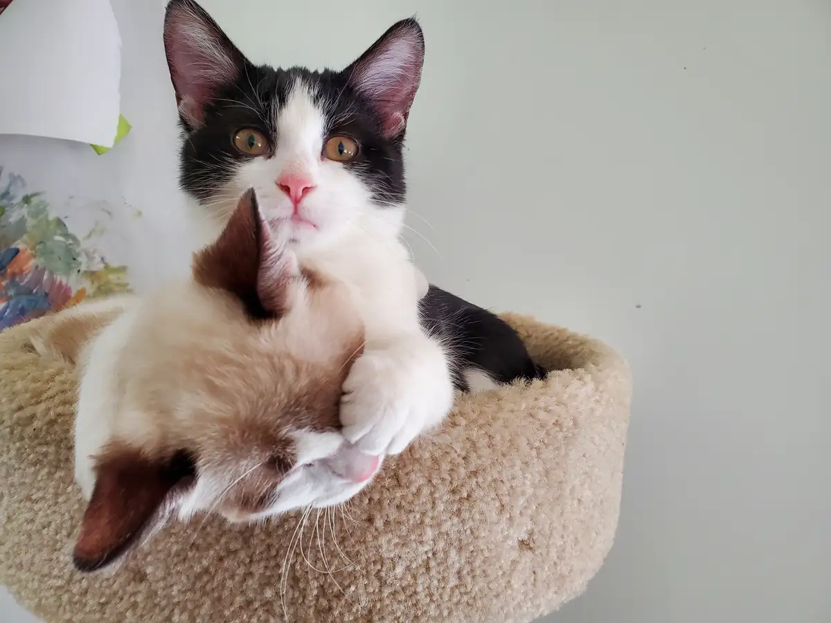 A black-and-white cat with wide, startled eyes sits upright in a beige cat bed, holding a smaller, sleeping cream-and-white…
