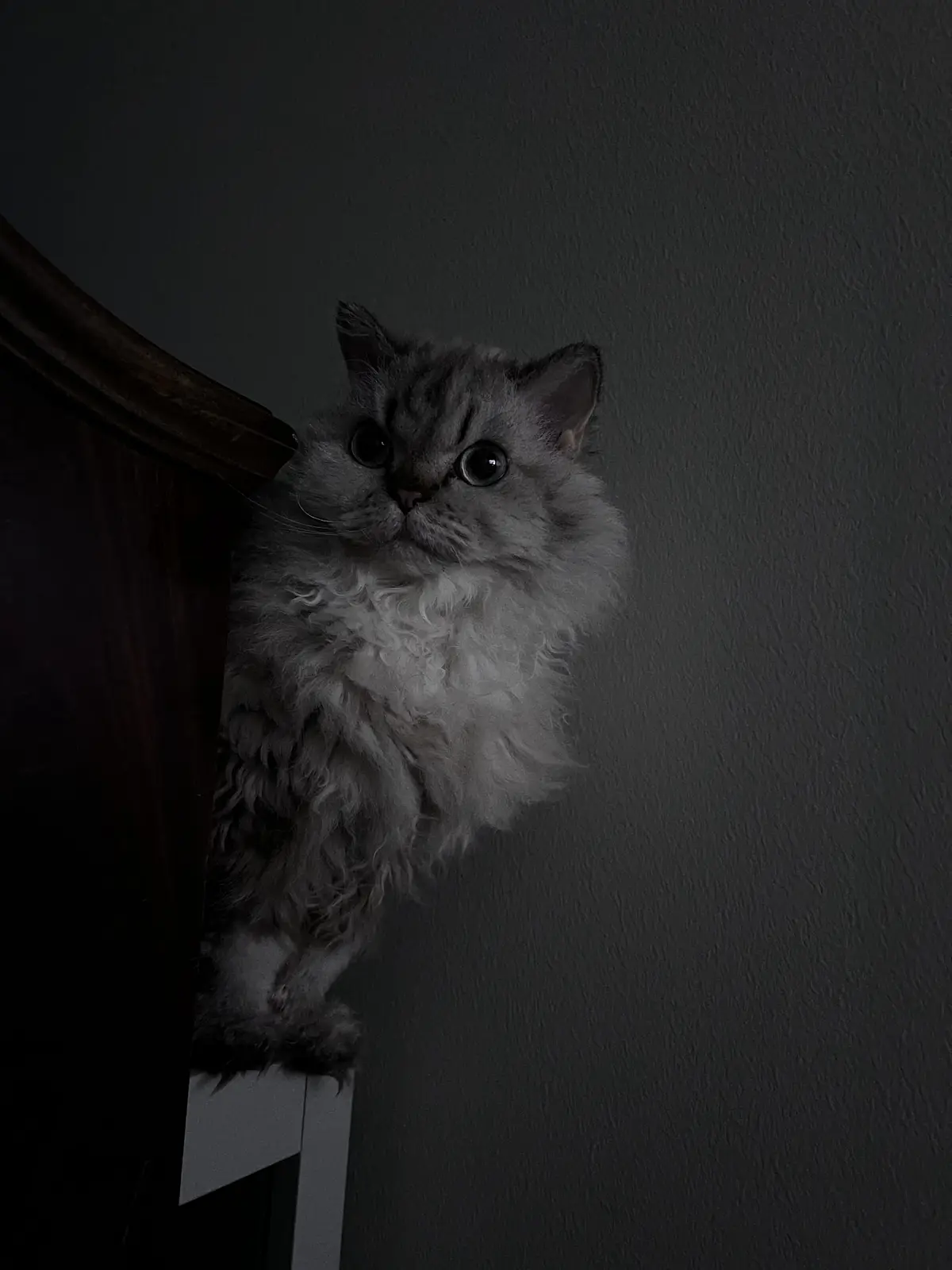 A fluffy, long-haired grey cat with wide, startled eyes peers out from behind a dark wooden piece of furniture in a dimly…