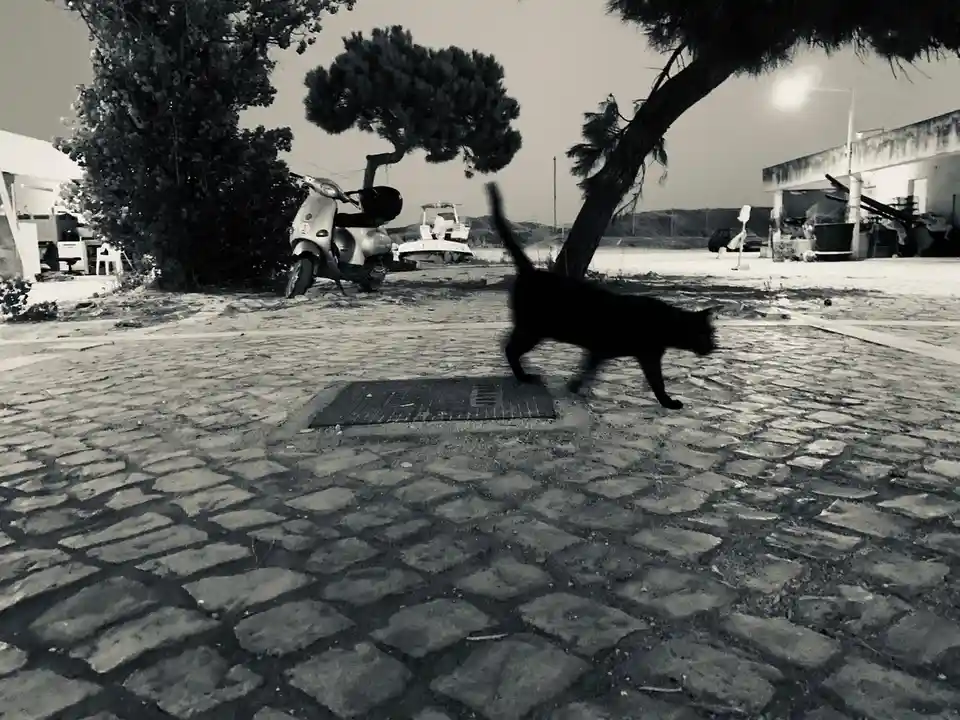A black cat is captured in motion blur as it walks across a cobblestone path in a sepia-toned outdoor scene with trees, a…