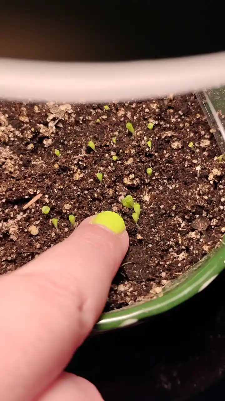 A close-up photo shows a person's thumb with bright lime-green nail polish gently touching soil in a green pot. Numerous…