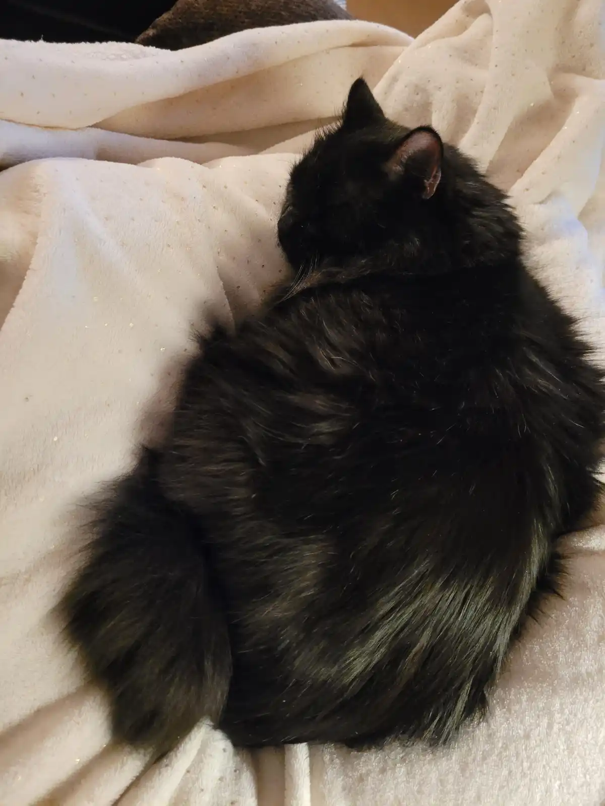A fluffy black cat is curled up and sleeping soundly on a soft, sparkly cream-colored blanket. The cat's body is tightly…