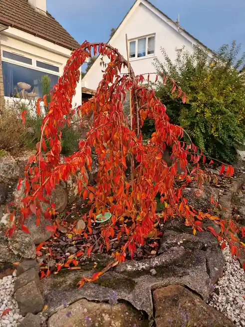 A vibrant red-leafed weeping tree in a garden with stone walls and houses in the background, overlaid with the text 'i'm not…