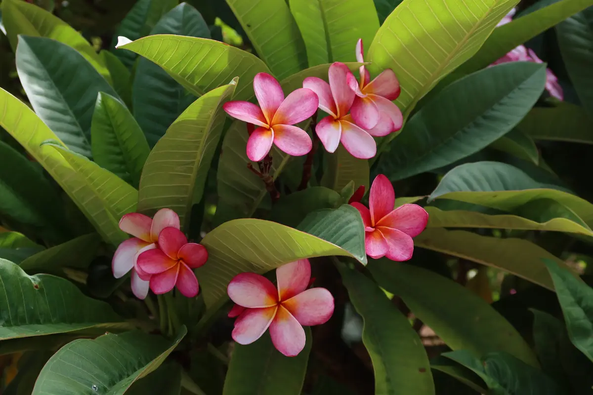 A close-up photo of vibrant pink and white frangipani flowers with yellow centers, surrounded by large, glossy green leaves…