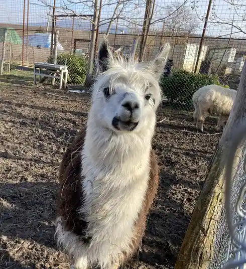 A close-up photo of a brown and white alpaca sitting in a muddy enclosure, looking directly at the camera with a slightly…