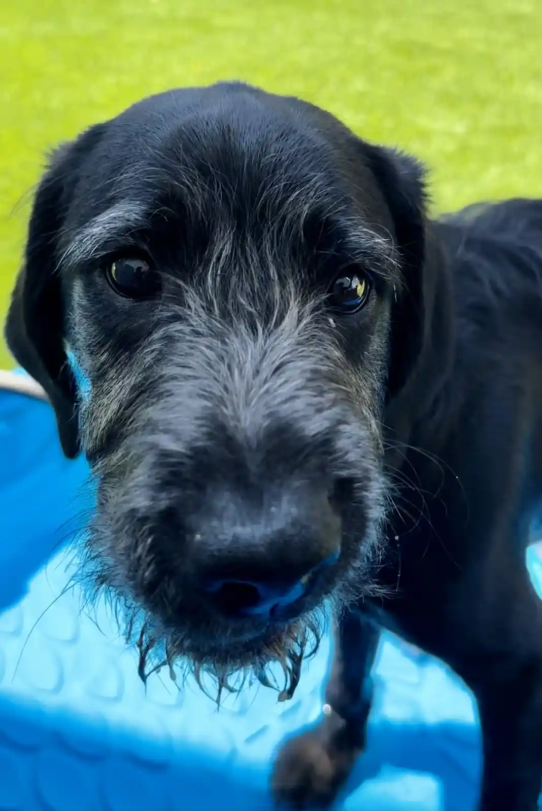 A close-up photo of a black dog with wet fur, looking directly at the camera with a slightly sad or pleading expression. The…