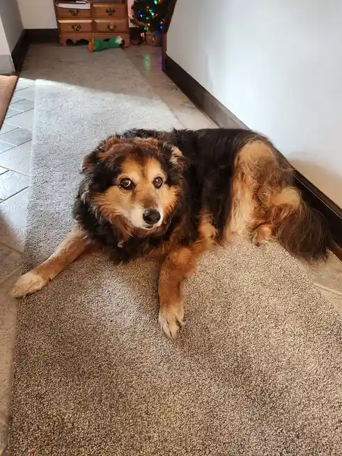 A fluffy brown and black dog lies on a beige carpet in a home hallway, looking directly at the camera with a tired, soulful…