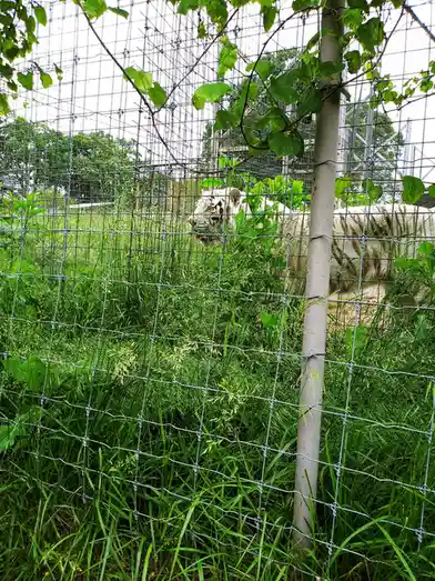 A white tiger with black stripes is seen behind a wire mesh fence in a grassy enclosure, partially obscured by green…