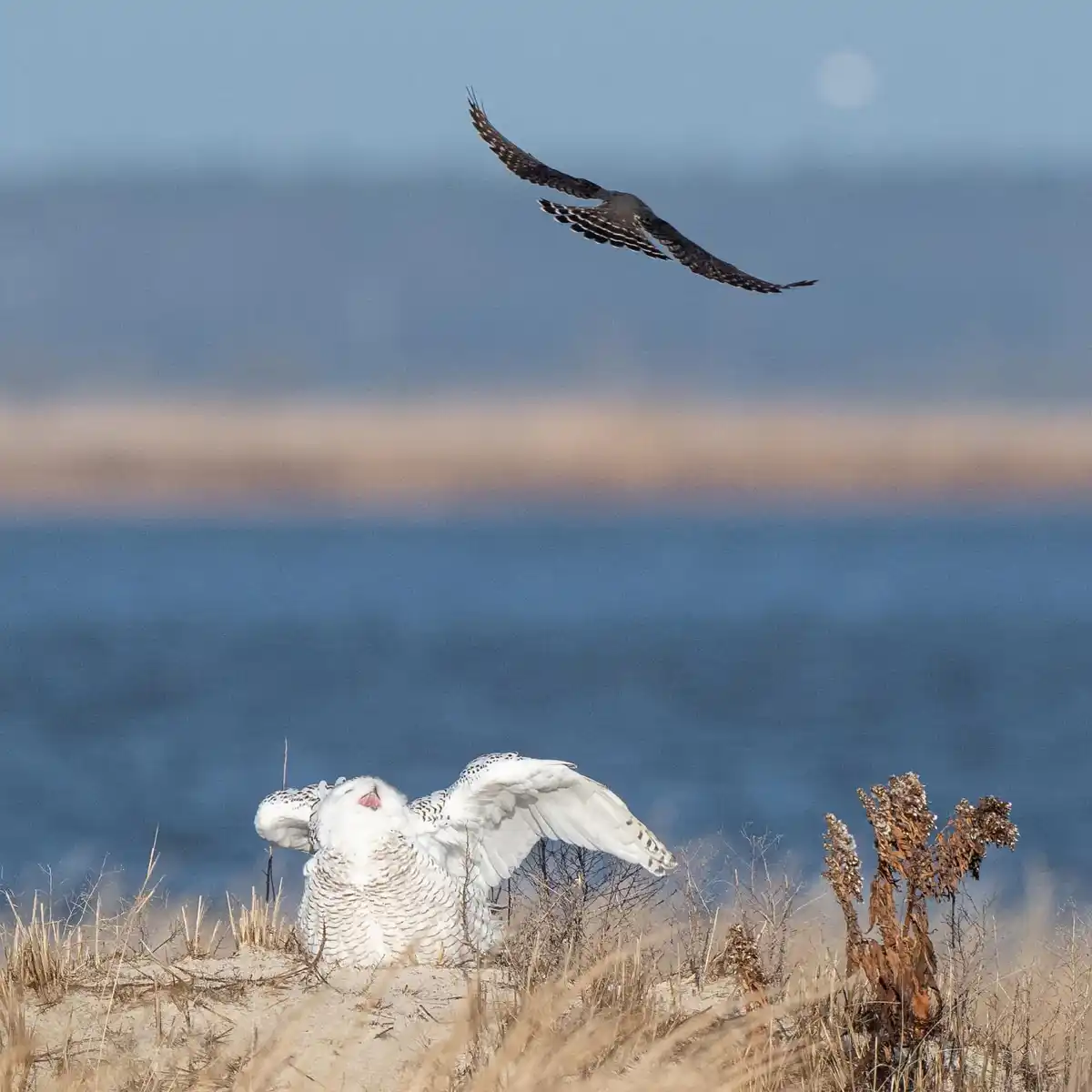 A snowy owl sits on a sandy dune with its wings spread and beak open, appearing relaxed or yawning, while a dark bird of…
