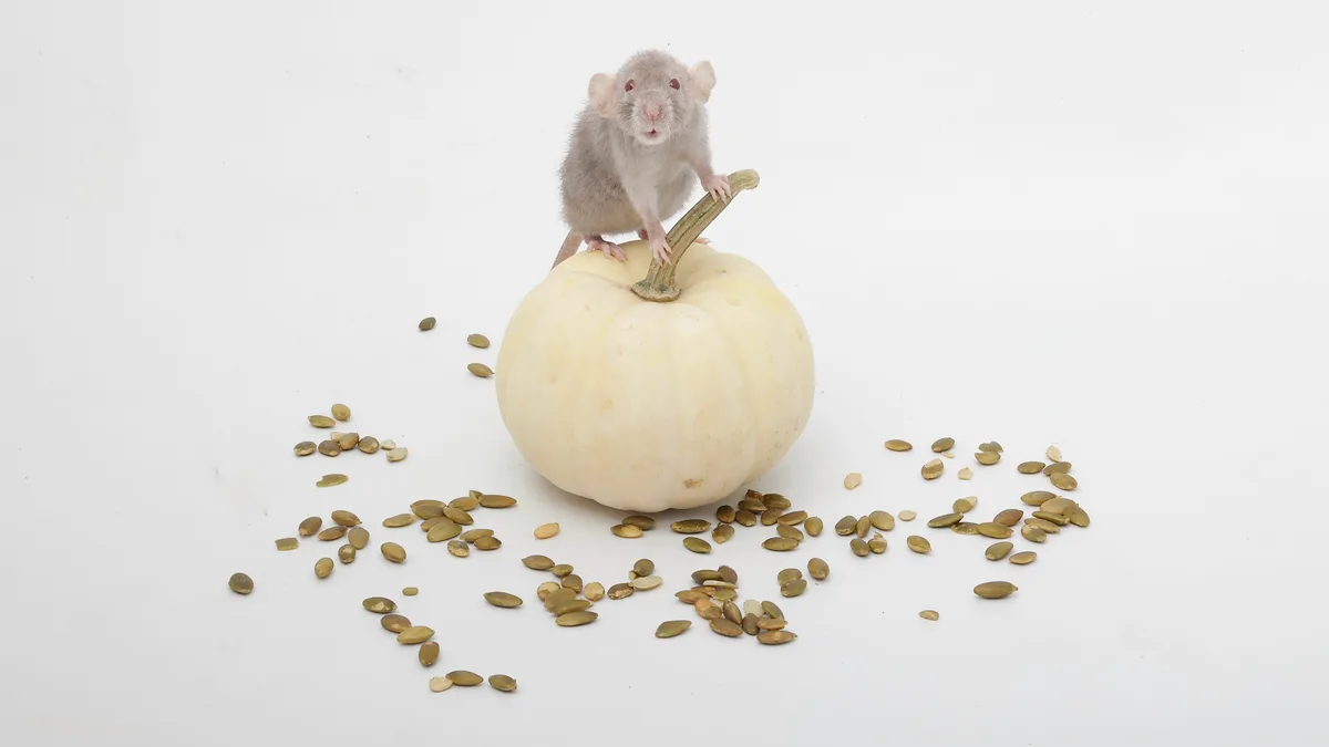 A small gray rat is perched atop a white pumpkin, gripping the stem with its front paws, surrounded by scattered pumpkin…