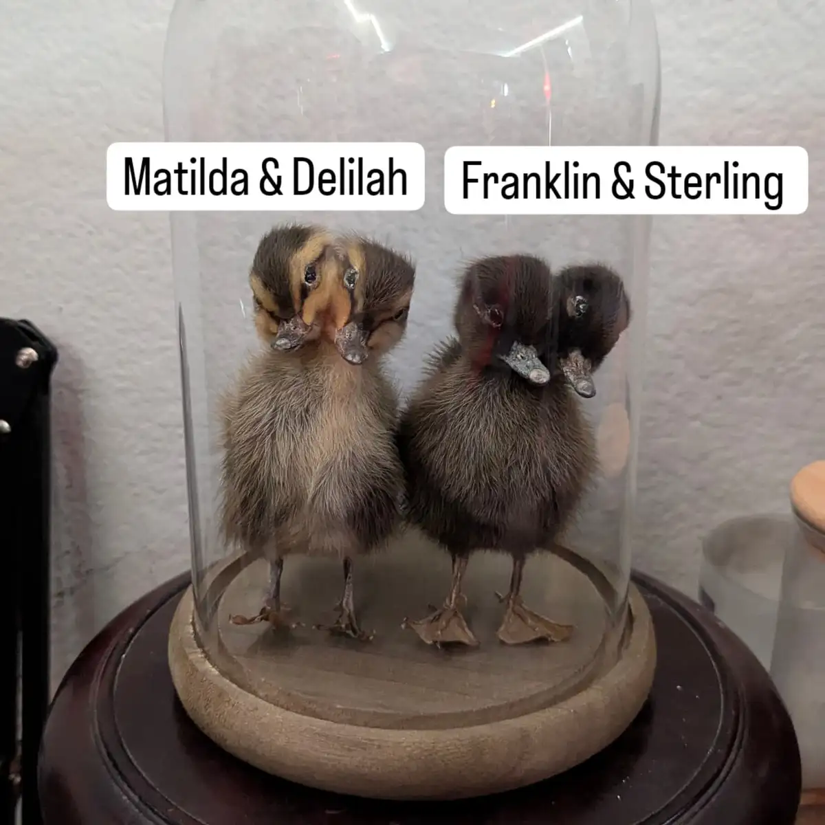Two pairs of preserved ducklings are displayed side-by-side under a glass dome, each pair labeled with names: 'Matilda &…