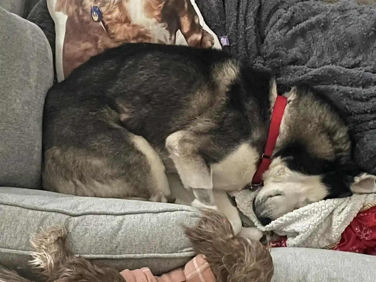 A fluffy black-and-white husky dog is curled up asleep on a gray couch, wearing a red collar, with a gray blanket and a…