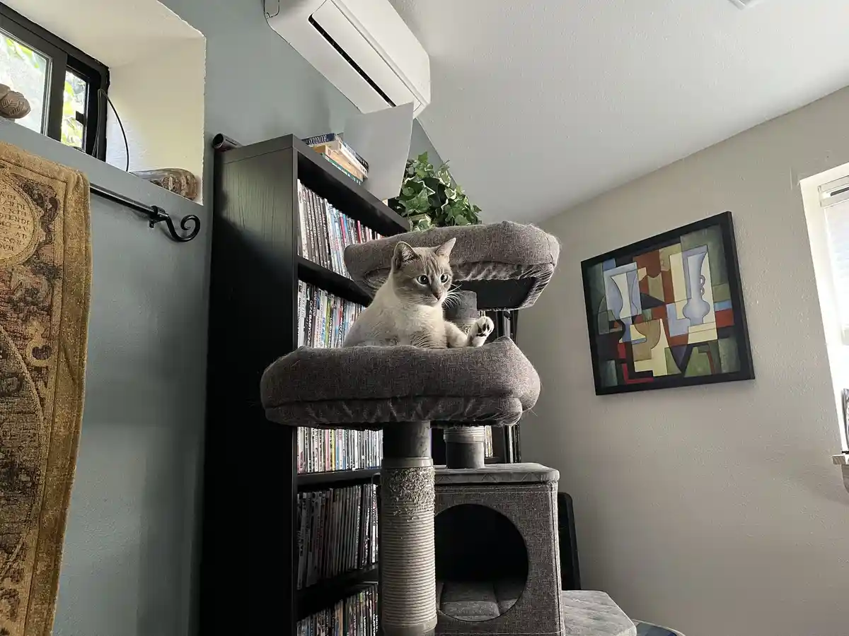 Here's a daily dose of my cat Ivy: Day 333!