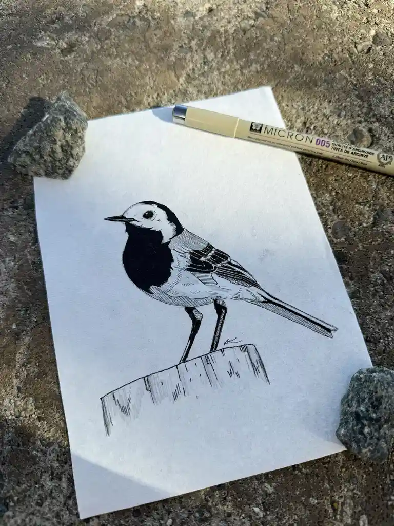 A detailed black-and-white ink drawing of a bird, likely a wagtail, perched on a ledge, is displayed on white paper…
