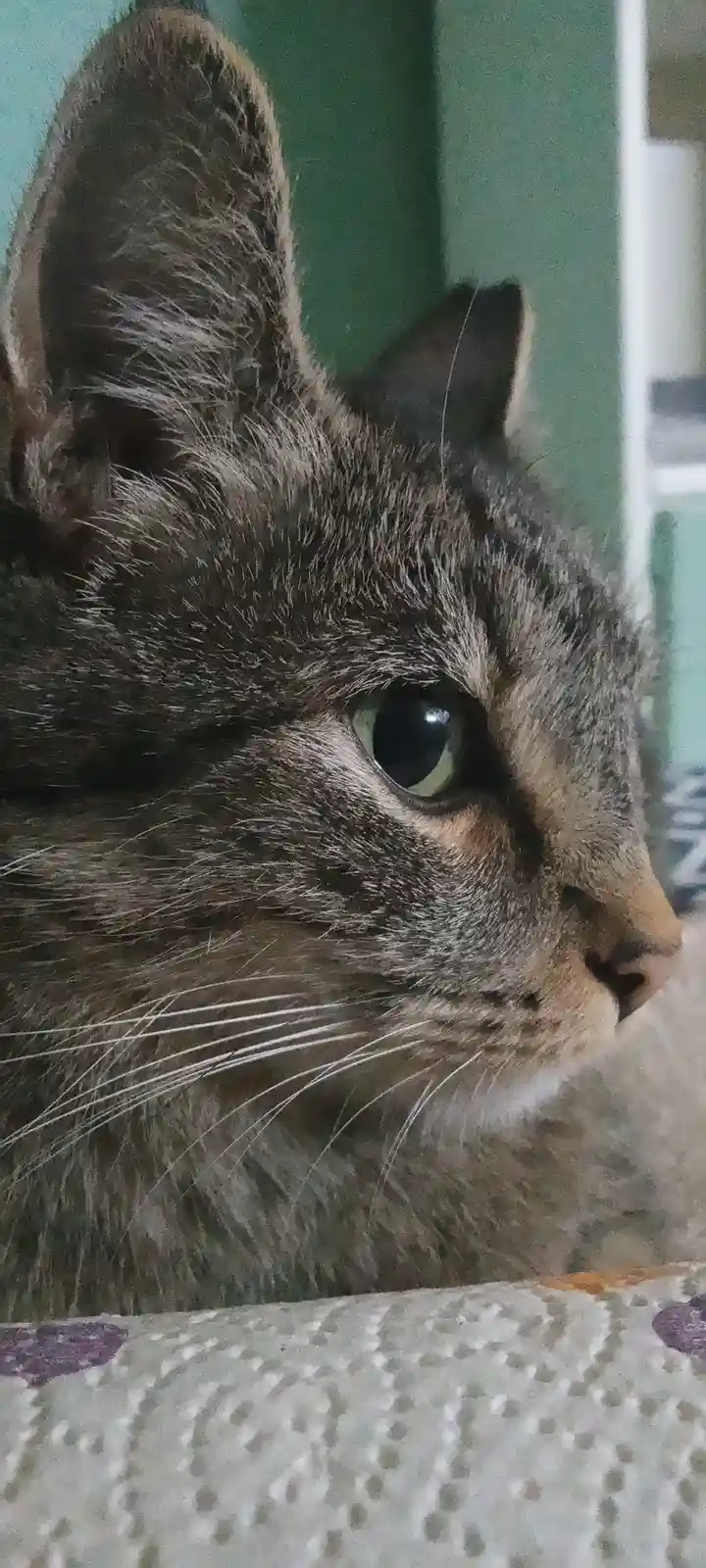 A close-up photo of a tabby cat's face, showing its large green eye, pointed ears, and whiskers, looking off to the side…