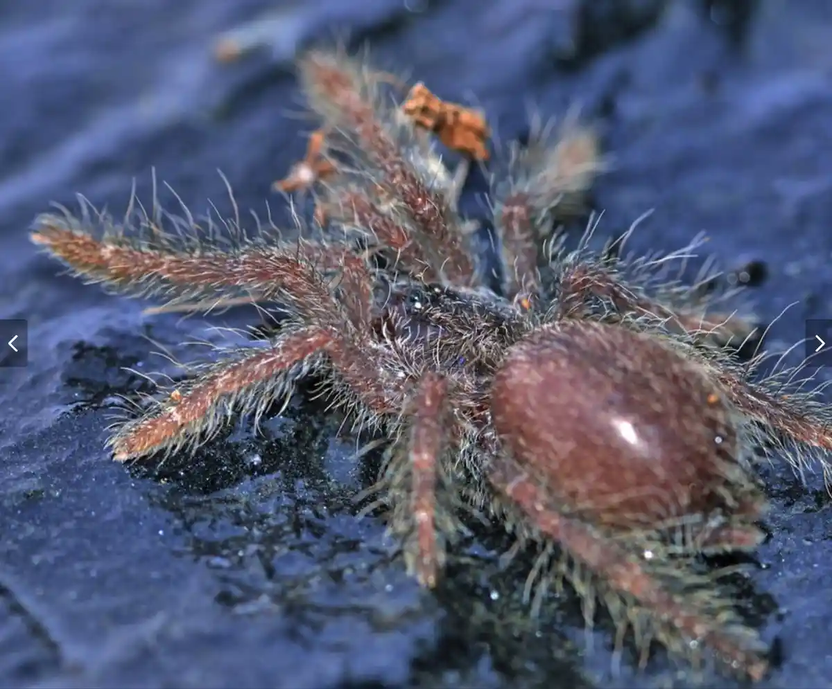 A close-up photo of a hairy, reddish-brown tarantula on a dark, wet surface. The spider's legs and body are covered in…