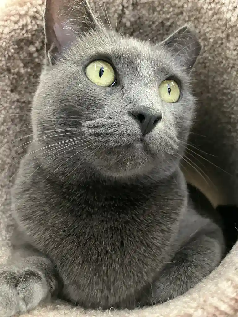 A close-up photo of a gray cat with wide, yellow-green eyes looking upward, sitting inside a soft, textured cat bed or…