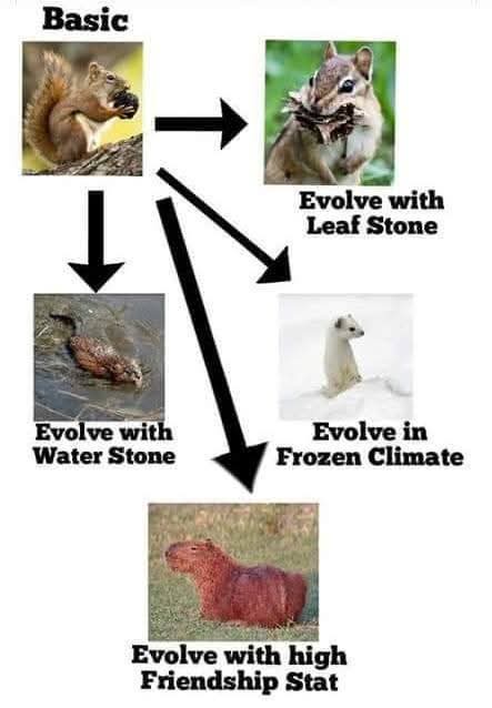 A diagram shows a squirrel evolving into various animals: one holding leaves, one in water, one in snow, and one resembling…
