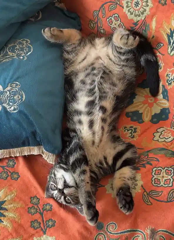 A tabby kitten lies on its back on a patterned orange and teal blanket, paws up, looking relaxed. The overlaid text reads…