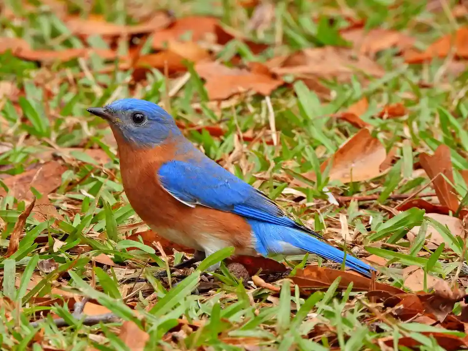 A male eastern bluebird stands on grass and fallen leaves, showing its vibrant blue head, wings, and tail with a…