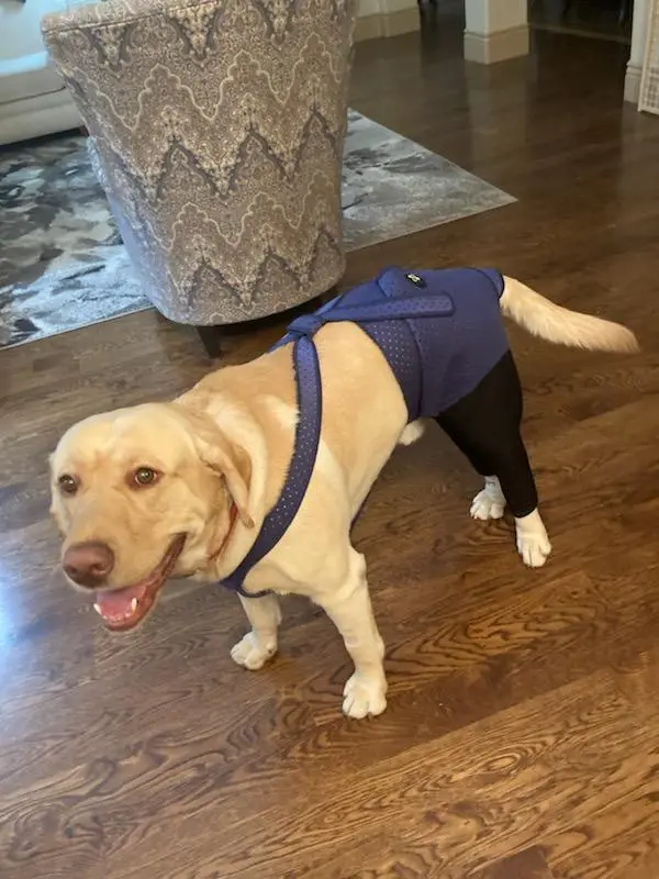 A yellow Labrador Retriever stands on a hardwood floor wearing a blue and black supportive harness or vest, looking up with…