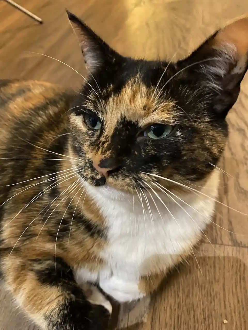 Crumble's Daily Snapshot: A Glimpse into Life