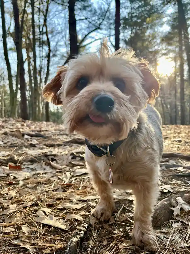 A small, fluffy, light-brown dog with a black collar and a Captain America shield-shaped tag stands in a forest with fallen…