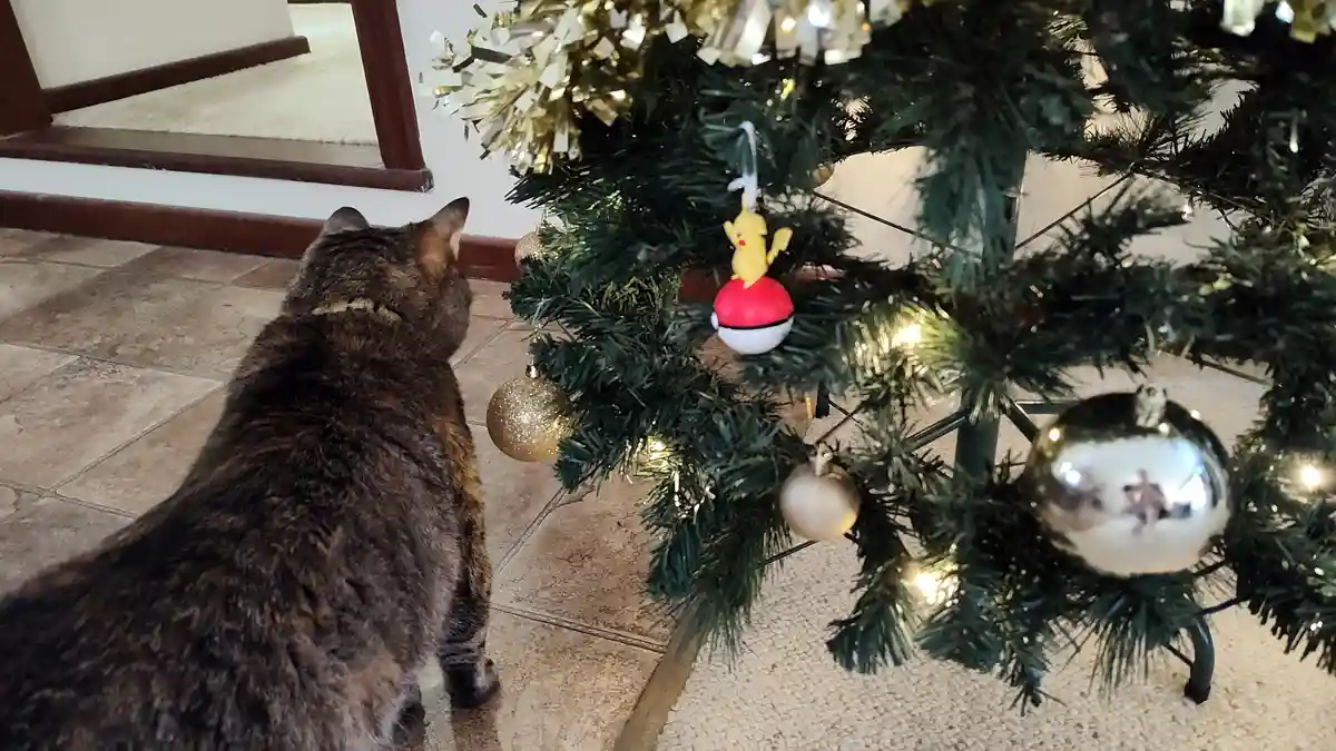 A tortoiseshell cat stares intently at a christmas tree decorated with ornaments, including a pikachu figurine perched atop…