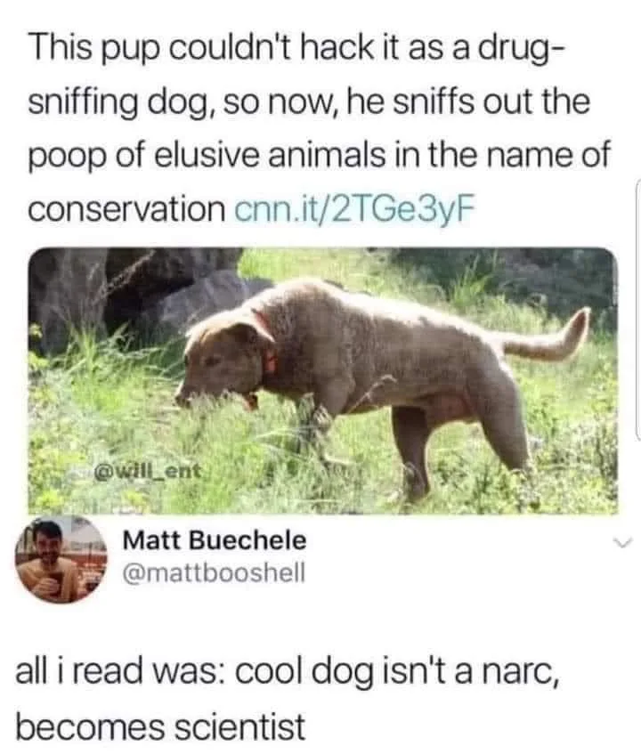 A light brown dog is shown sniffing intently at the ground in a grassy outdoor area. The image is overlaid with text that…