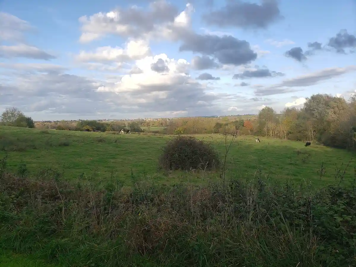 Oxford's Cow-Populated Skyline: A Unique Perspective