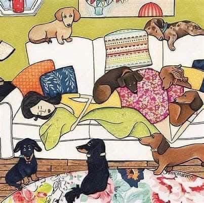 An illustrated scene shows a person sleeping on a couch surrounded by numerous dachshunds, some resting on the couch, others…